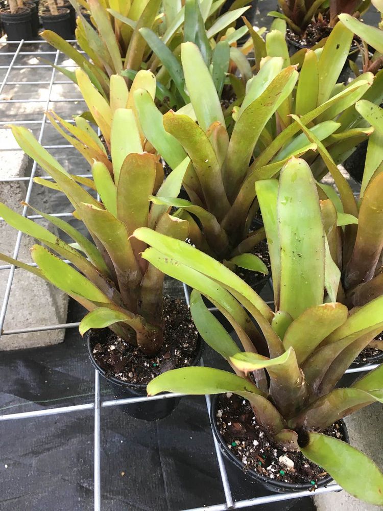aechmea-apocalyptica-bromeliad