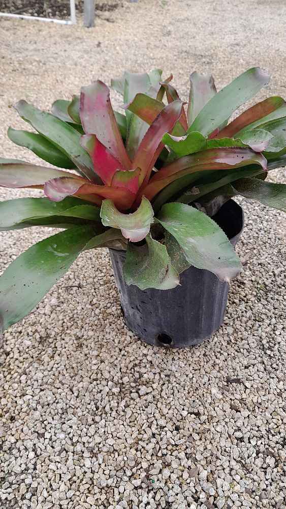 aechmea-assorted-bromeliad