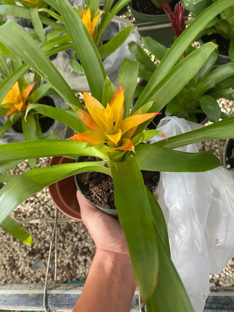 aechmea-assorted-bromeliad