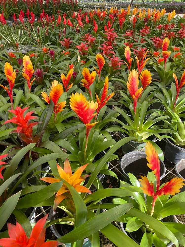 aechmea-assorted-bromeliad