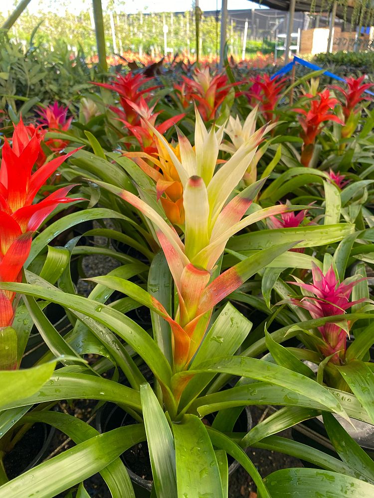 aechmea-assorted-bromeliad