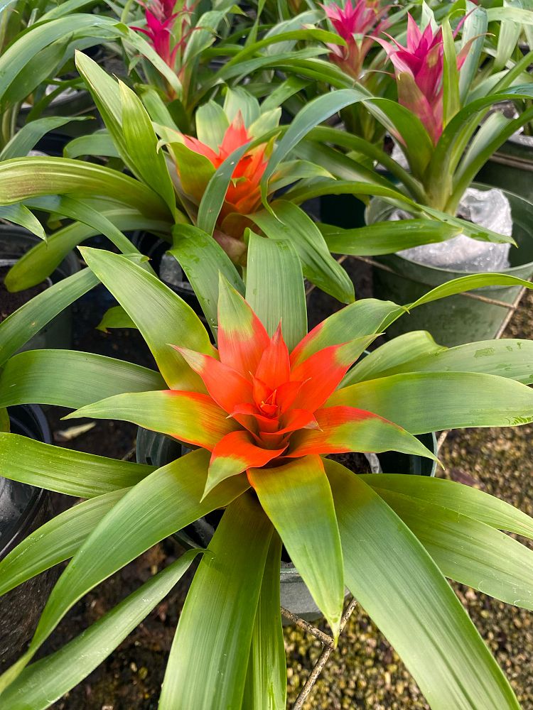 aechmea-assorted-bromeliad