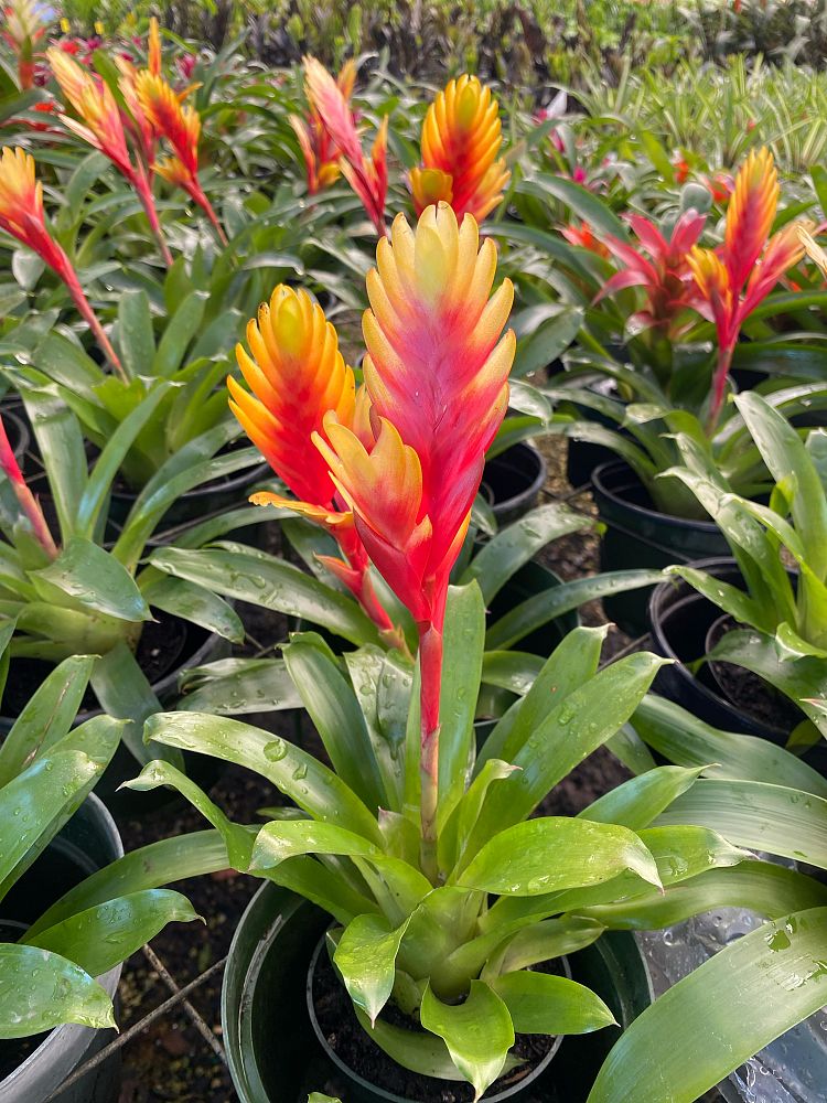 aechmea-assorted-bromeliad