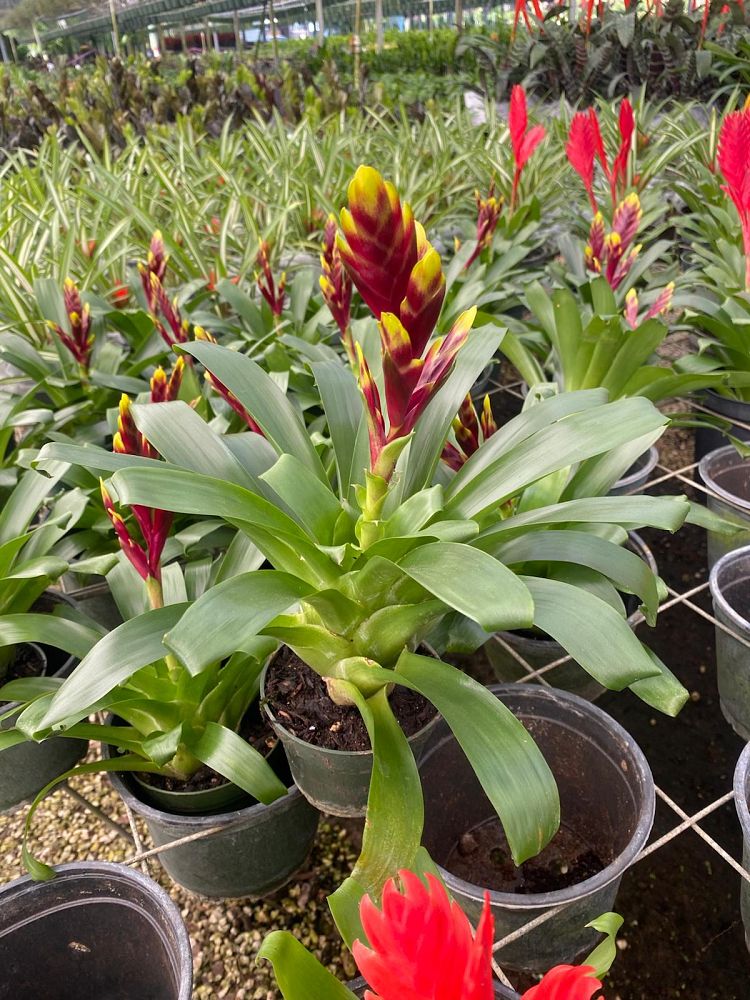 aechmea-assorted-bromeliad