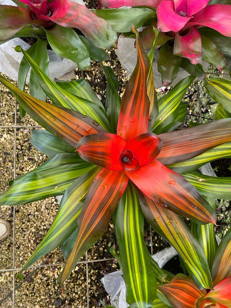 aechmea-assorted-bromeliad