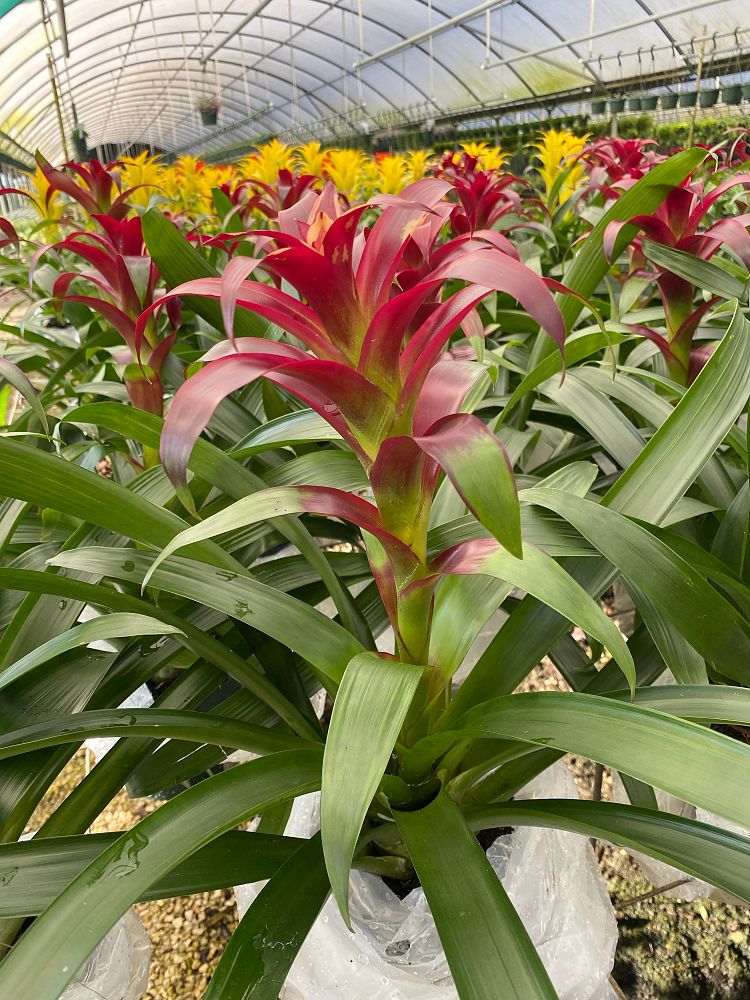 aechmea-assorted-bromeliad