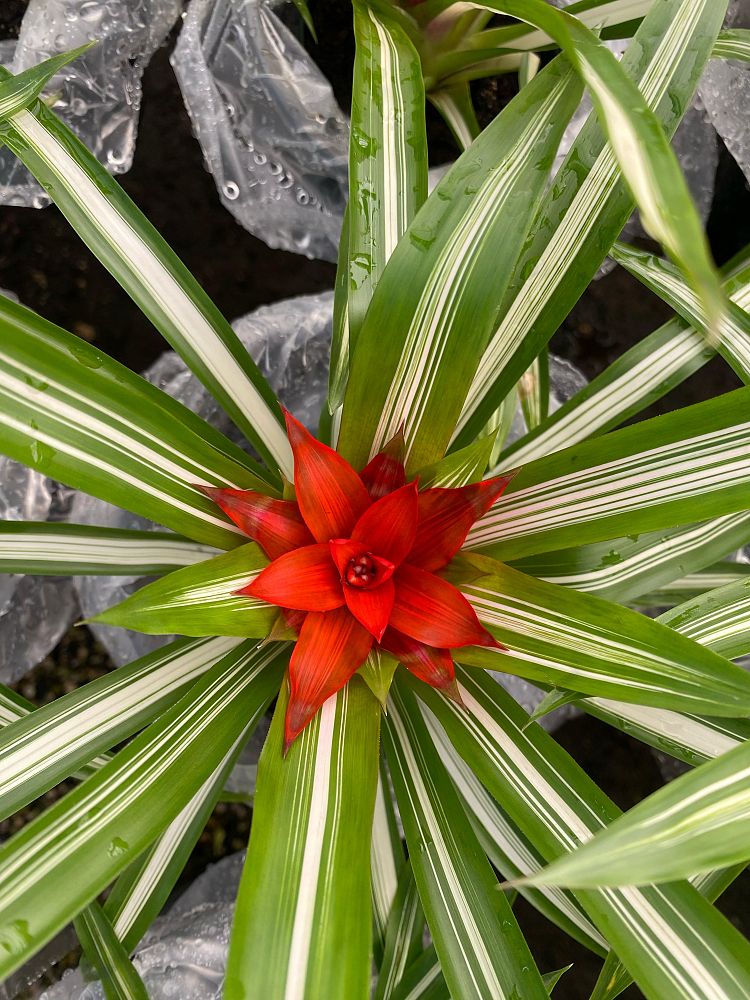 aechmea-assorted-bromeliad
