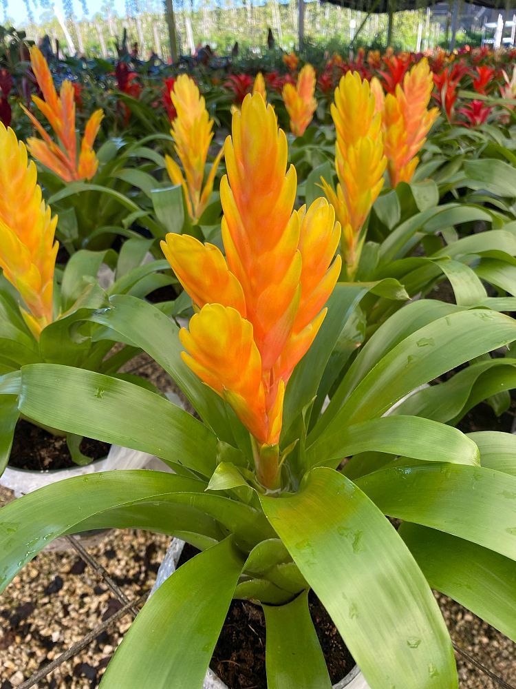 aechmea-assorted-bromeliad