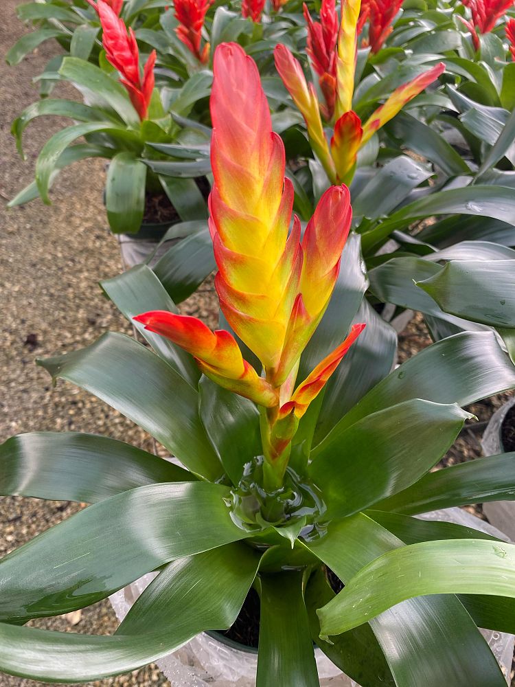 aechmea-assorted-bromeliad