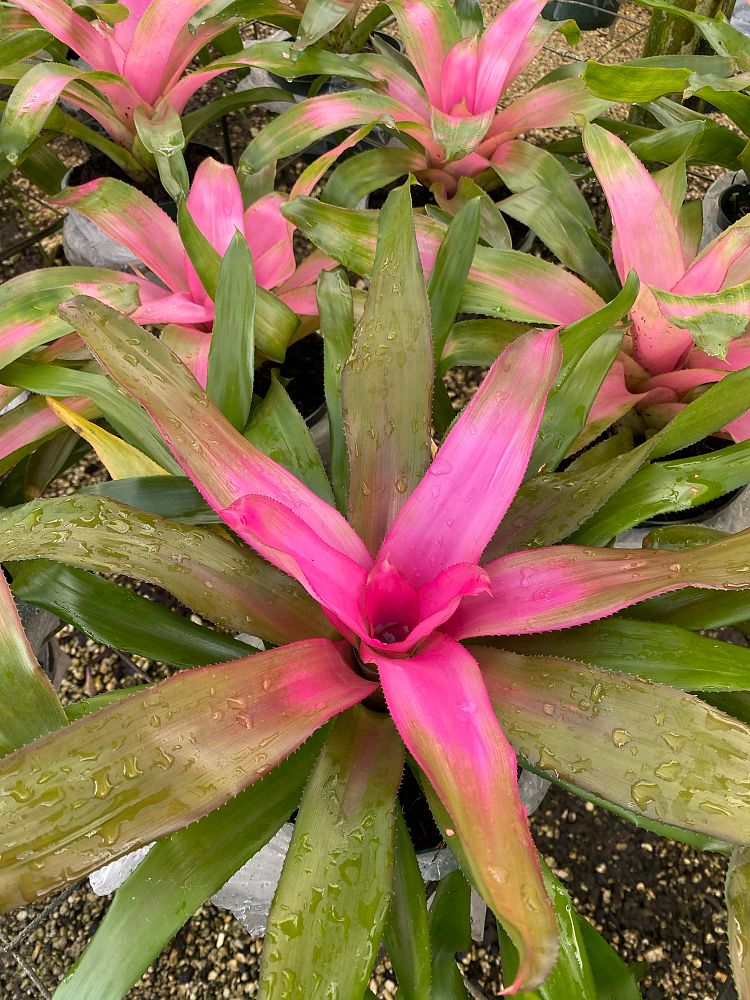 aechmea-assorted-bromeliad