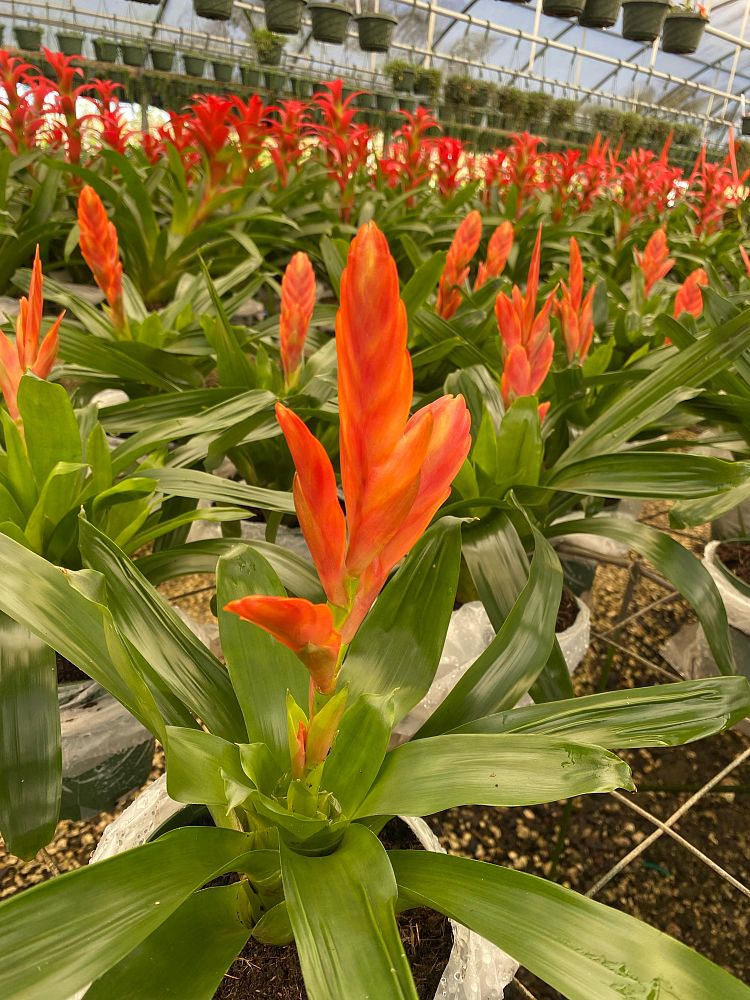 aechmea-assorted-bromeliad