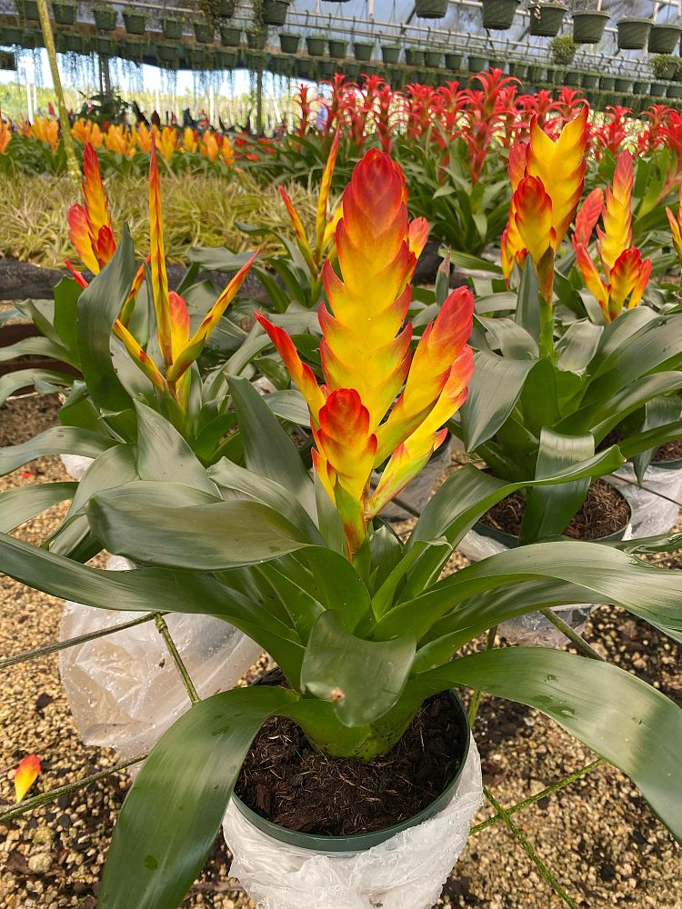 aechmea-assorted-bromeliad