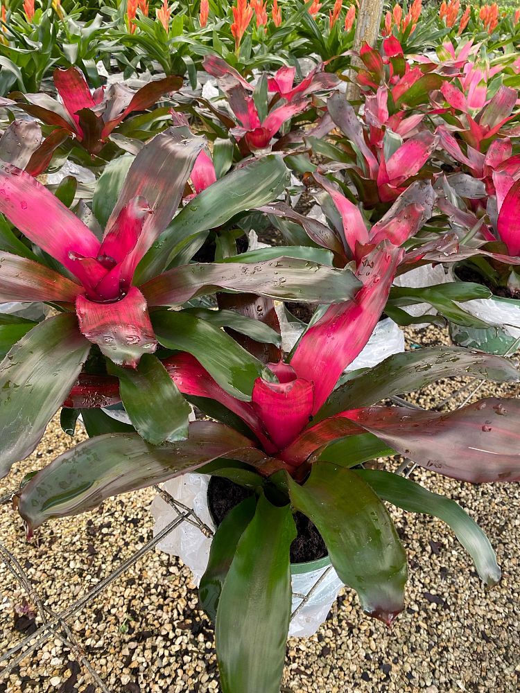 aechmea-assorted-bromeliad