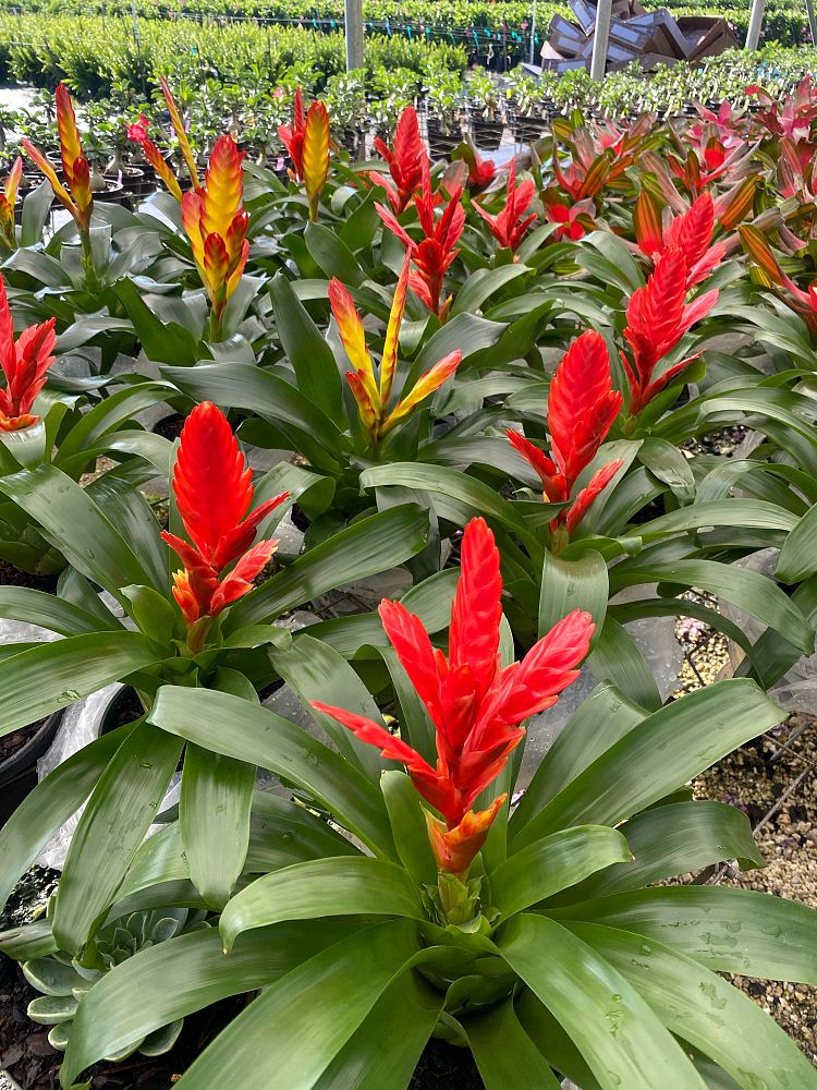 aechmea-assorted-bromeliad