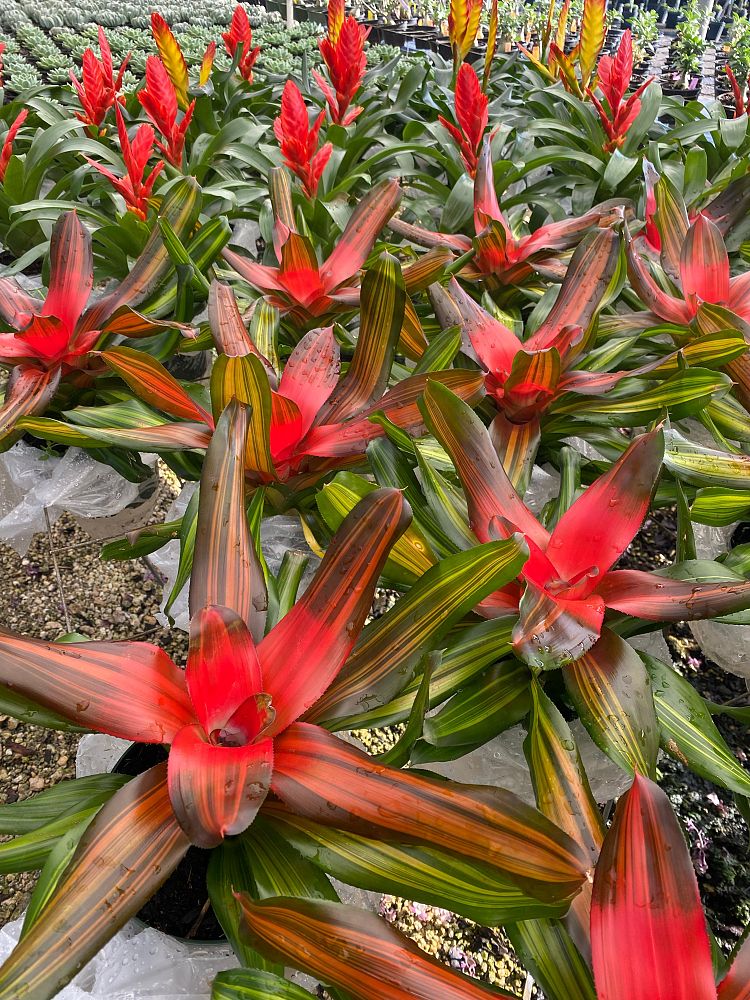 aechmea-assorted-bromeliad