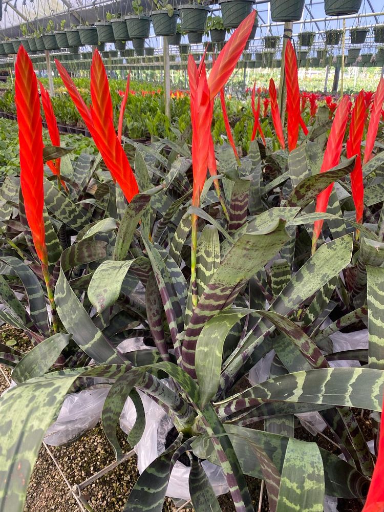 aechmea-assorted-bromeliad