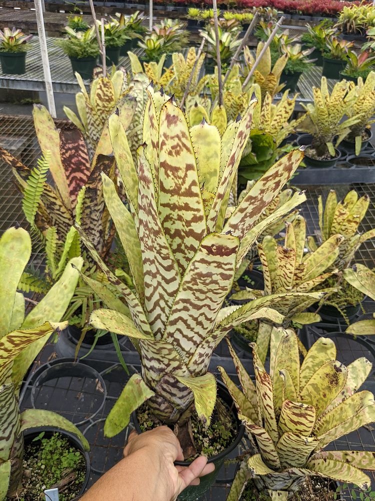 aechmea-bert-bromeliad