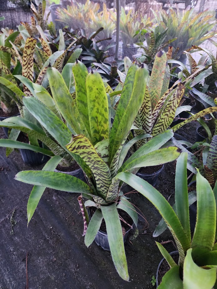 aechmea-bert-bromeliad