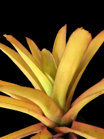 aechmea-blanchetiana-bromeliad