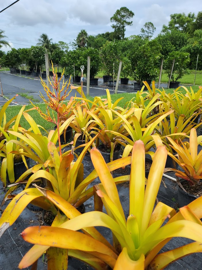 aechmea-blanchetiana-bromeliad