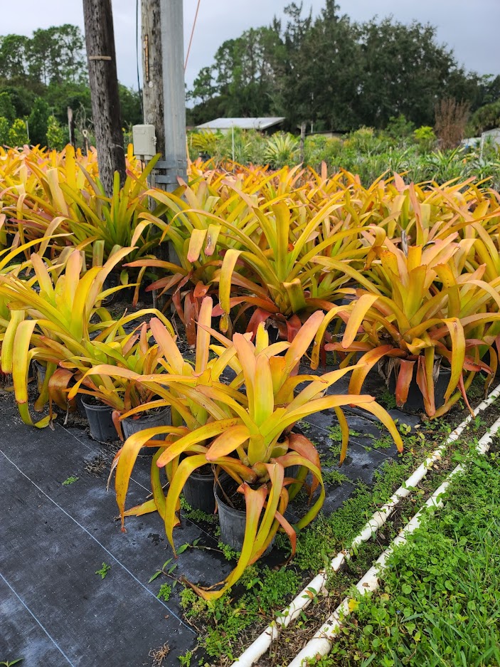 aechmea-blanchetiana-bromeliad