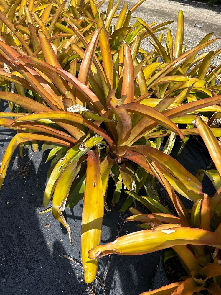 aechmea-blanchetiana-bromeliad