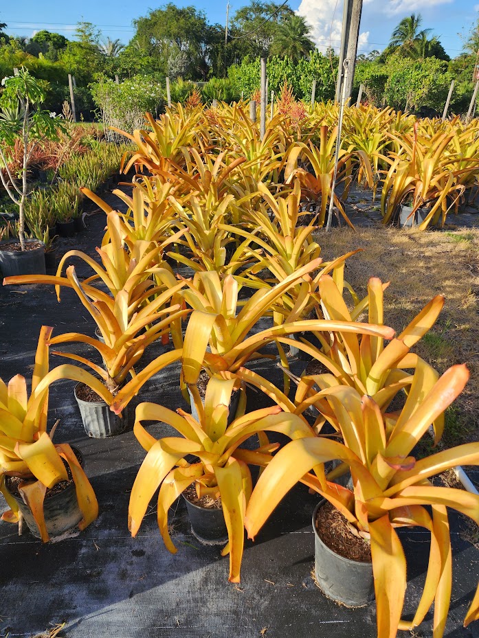 aechmea-blanchetiana-bromeliad