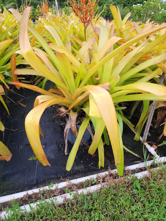 aechmea-blanchetiana-bromeliad