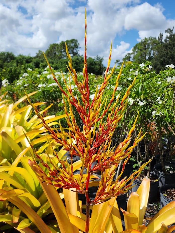 aechmea-blanchetiana-bromeliad