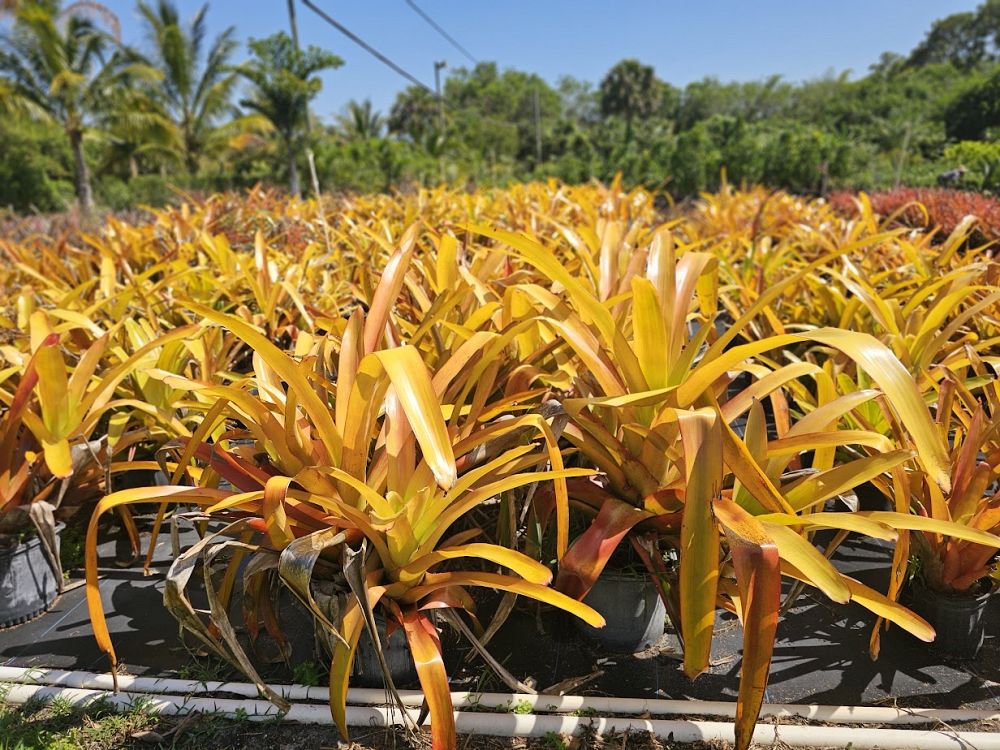 aechmea-blanchetiana-bromeliad