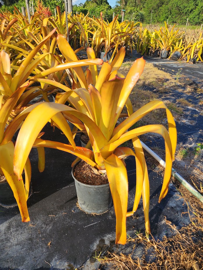 aechmea-blanchetiana-bromeliad