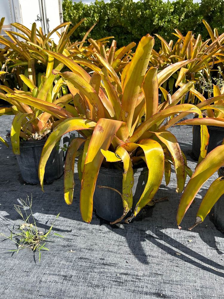 aechmea-blanchetiana-bromeliad