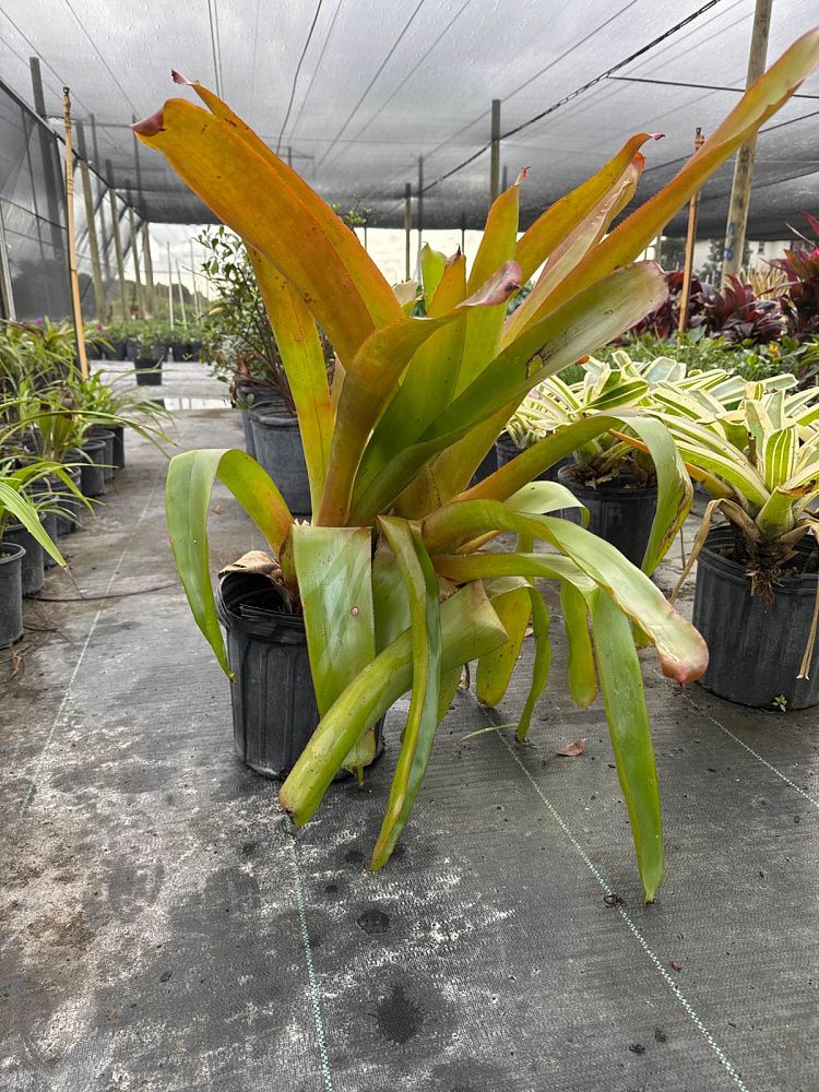 aechmea-blanchetiana-bromeliad