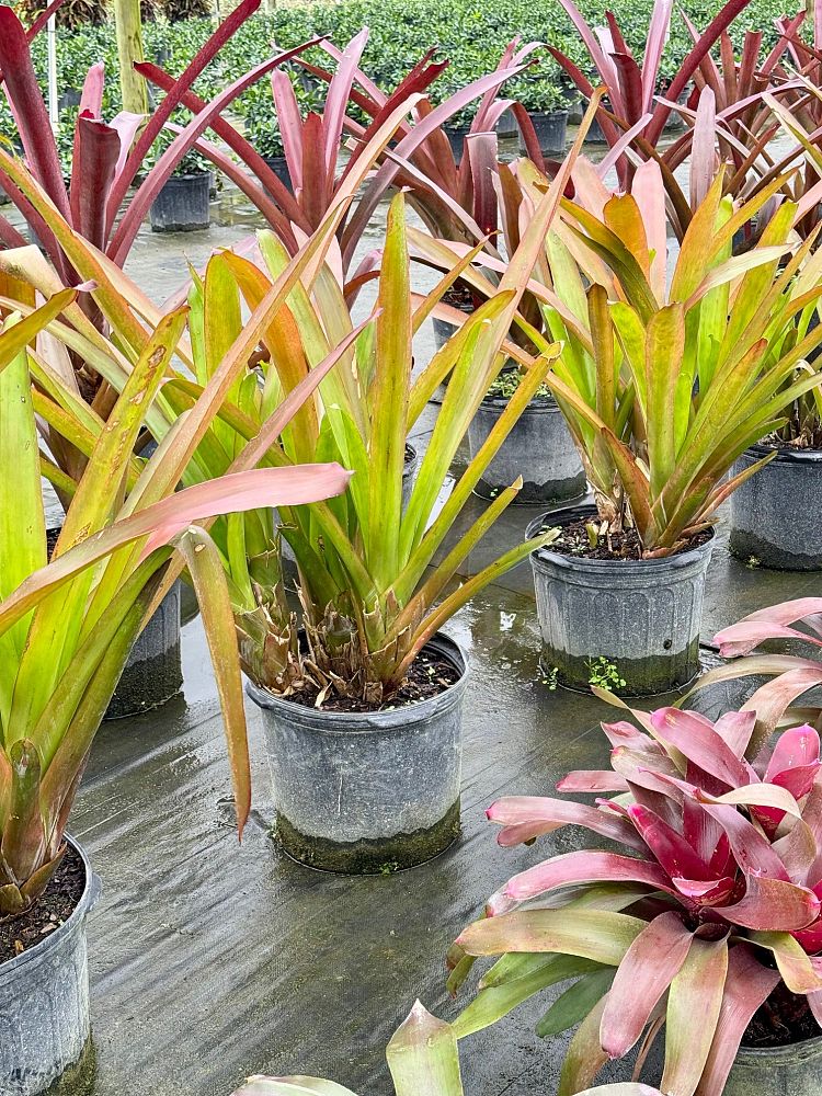 aechmea-blanchetiana-bromeliad