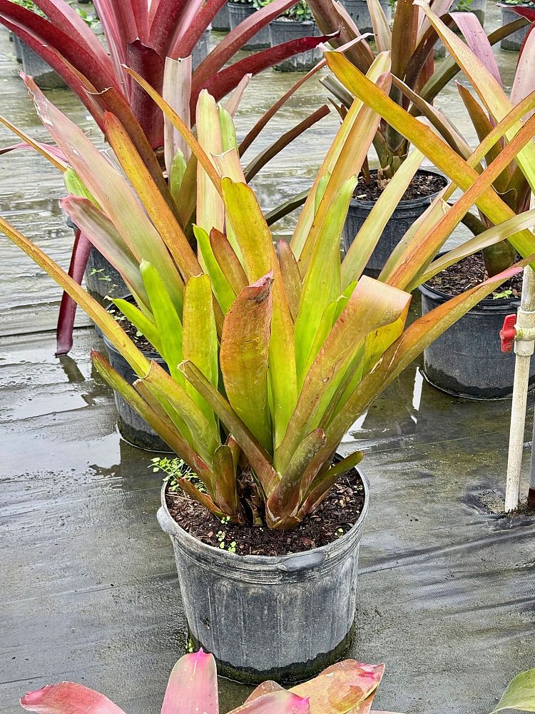 aechmea-blanchetiana-bromeliad