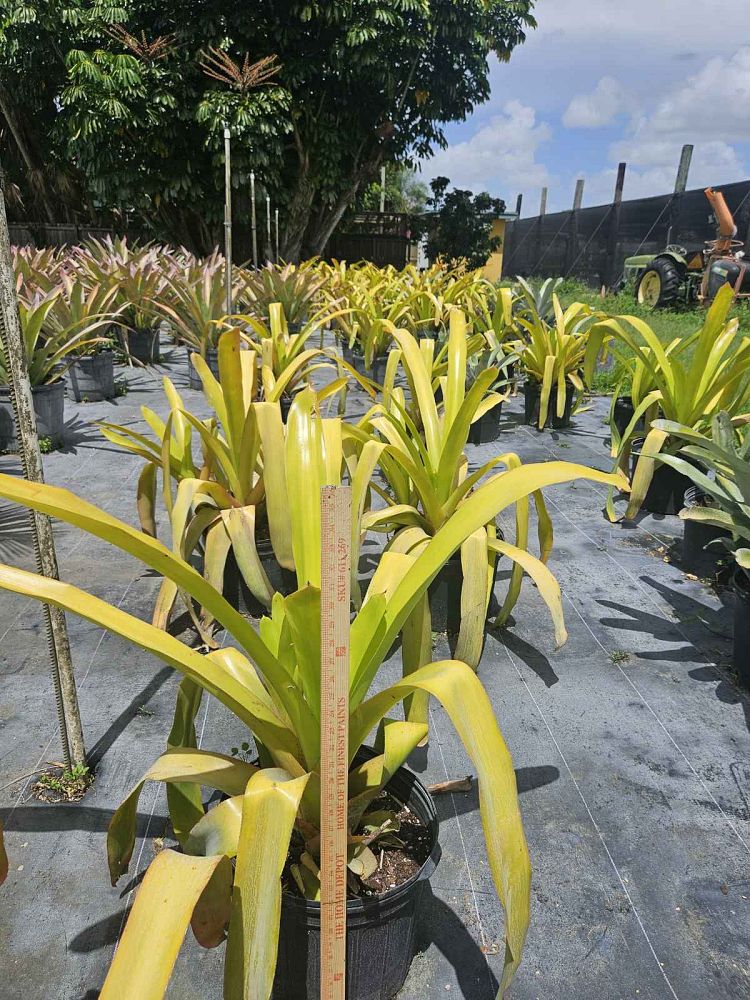 aechmea-blanchetiana-bromeliad