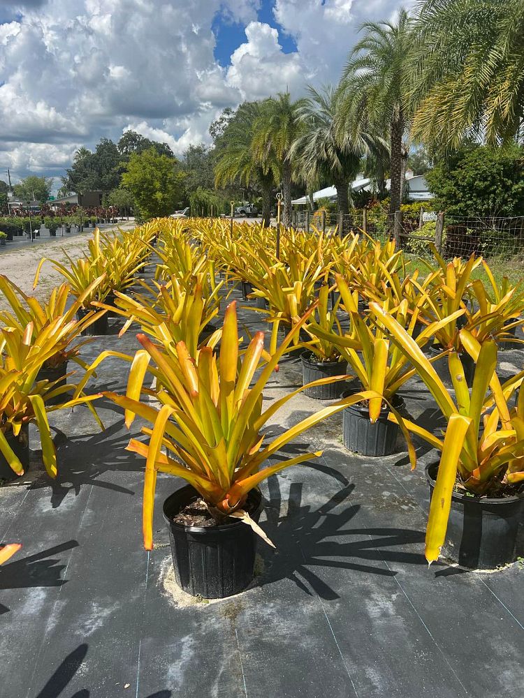 aechmea-blanchetiana-bromeliad