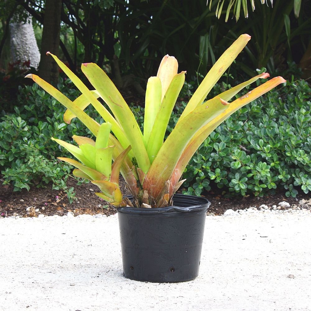aechmea-blanchetiana-lemon-bromeliad