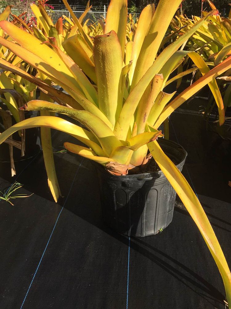 aechmea-blanchetiana-lemon-bromeliad
