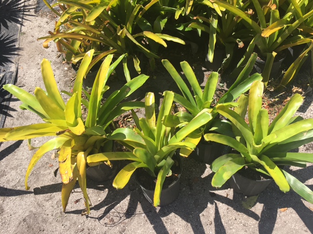 aechmea-blanchetiana-lemon-bromeliad