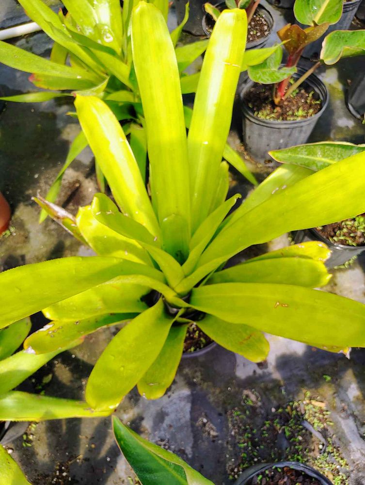aechmea-blanchetiana-lemon-bromeliad
