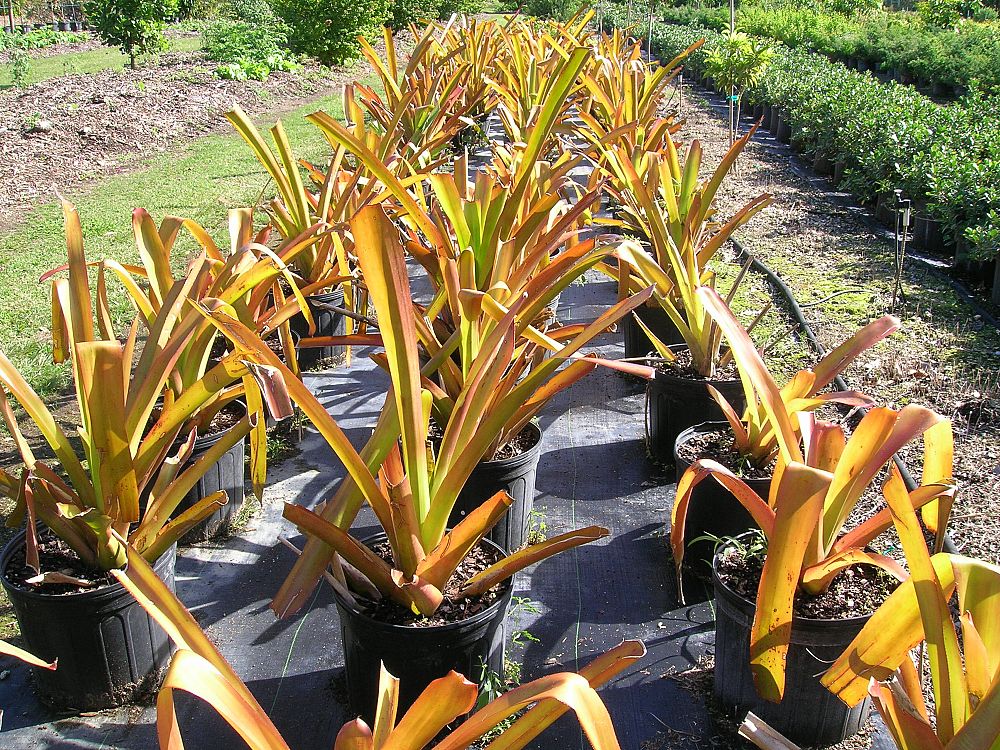 aechmea-blanchetiana-orange-bromeliad