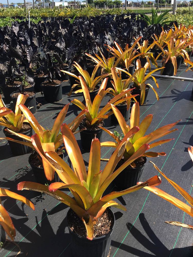 aechmea-blanchetiana-orange-bromeliad