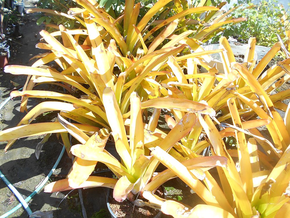 aechmea-blanchetiana-orange-bromeliad