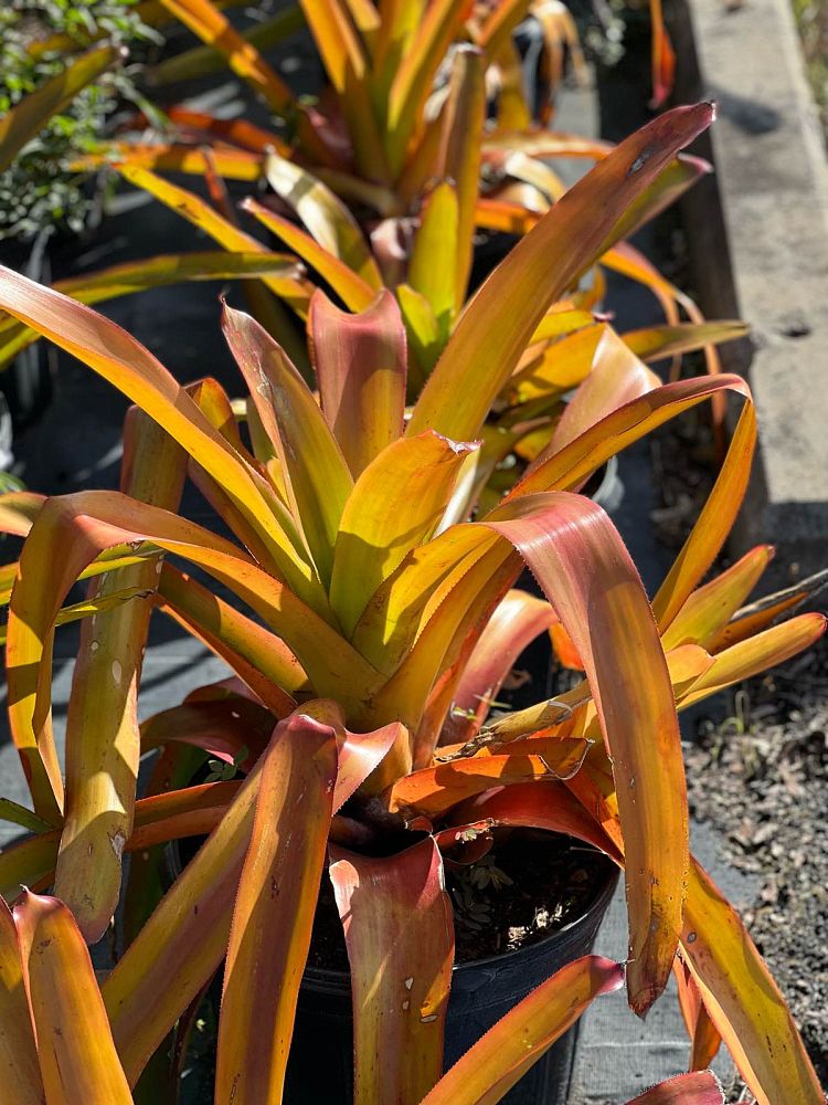 aechmea-blanchetiana-orange-bromeliad