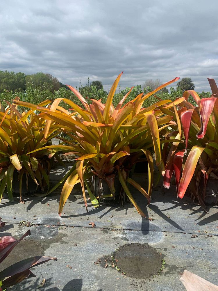 aechmea-blanchetiana-orange-bromeliad