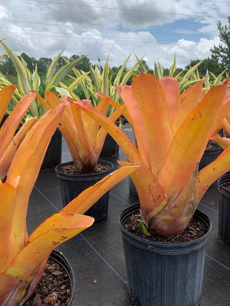 aechmea-blanchetiana-orange-bromeliad