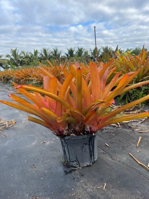 aechmea-blanchetiana-orange-bromeliad