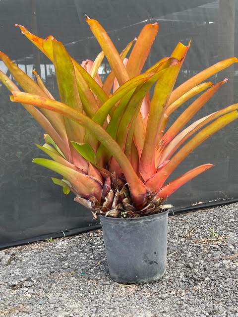 aechmea-blanchetiana-orange-bromeliad