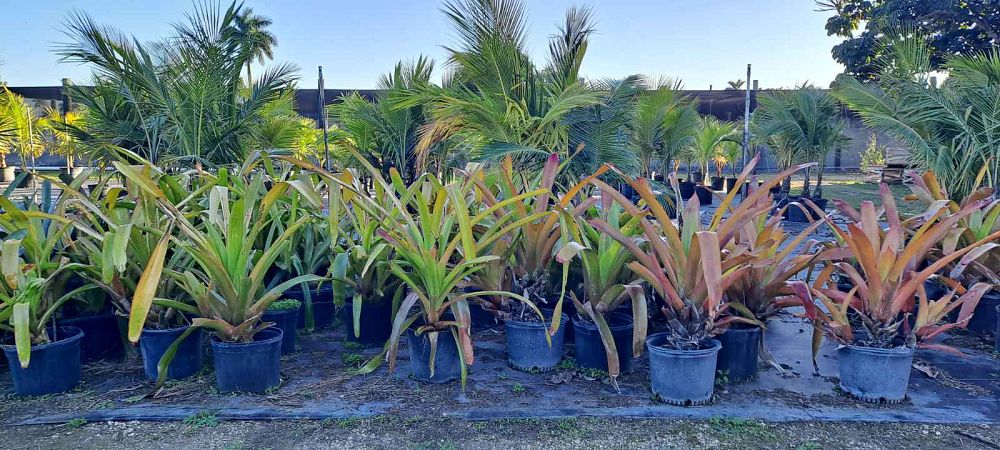 aechmea-blanchetiana-orange-bromeliad
